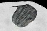 Cornuproetus Trilobite - Fine Preparation #72741-4
